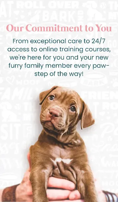 Exceptional Care, Online Training for your new Puppy