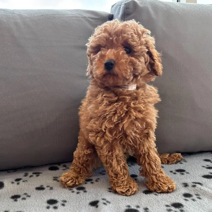 Female Poodle Puppy for Sale in Charlotte, NC
