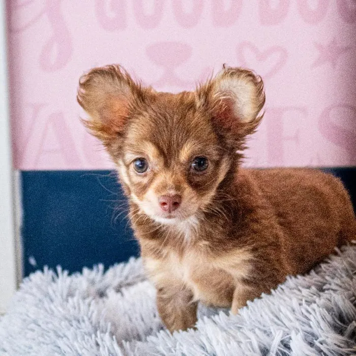Female Chihuahua puppy named Kiara for sale at Waggles Greensboro.