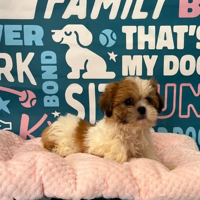 Female Shih Tzu Puppy for Sale in Charlotte, NC