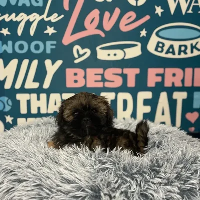 Male Shih Tzu Puppy for Sale in Charlotte, NC