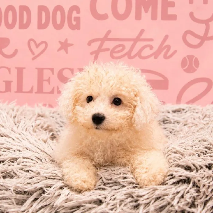 Female Bichon puppy named Celeste for sale at Waggles Greensboro.