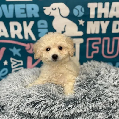 Female Bichapoo Puppy for Sale in Charlotte, NC