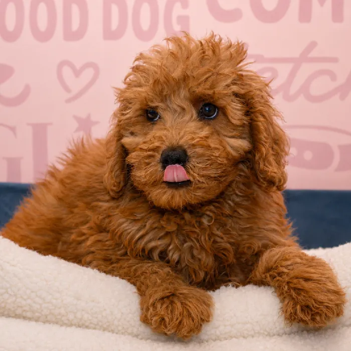 Male Mini Goldendoodle 2Nd Gen puppy named Strudle for sale at Waggles Greensboro.