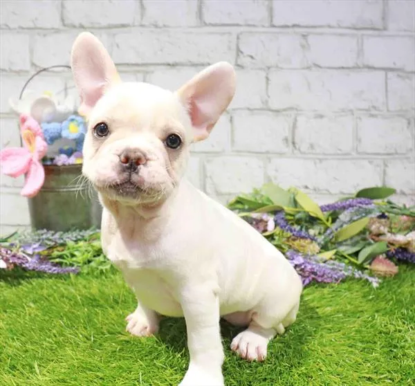 Female French Bulldog puppy named Harley for sale at Waggles Charlotte.