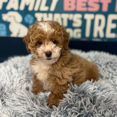 Male Mini Poodle Puppy for Sale in Charlotte, NC