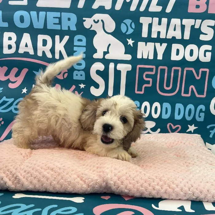 Male Bichapoo Puppy for Sale in Charlotte, NC
