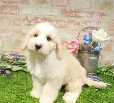 Male Mini Bernedoodle 2Nd Gen puppy for sale at Waggles Charlotte.
