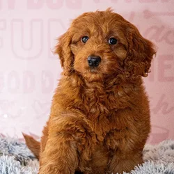 Female Mini Goldendoodle 2Nd Gen puppy named Ocean for sale at Waggles Greensboro.