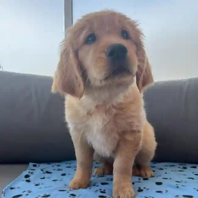 Female Golden Retriever Puppy for Sale in Charlotte, NC