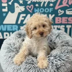 Male Cockapoo puppy named Andy for sale at Waggles Charlotte.