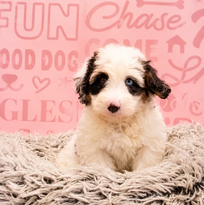 Male Mini Bernedoodle puppy named Yoshi for sale at Waggles Greensboro.