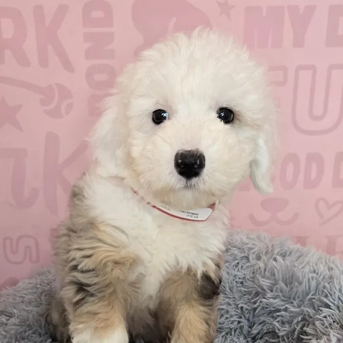 Female Mini Sheepadoodle 2Nd Gen puppy named Sarah for sale at Waggles Raleigh.