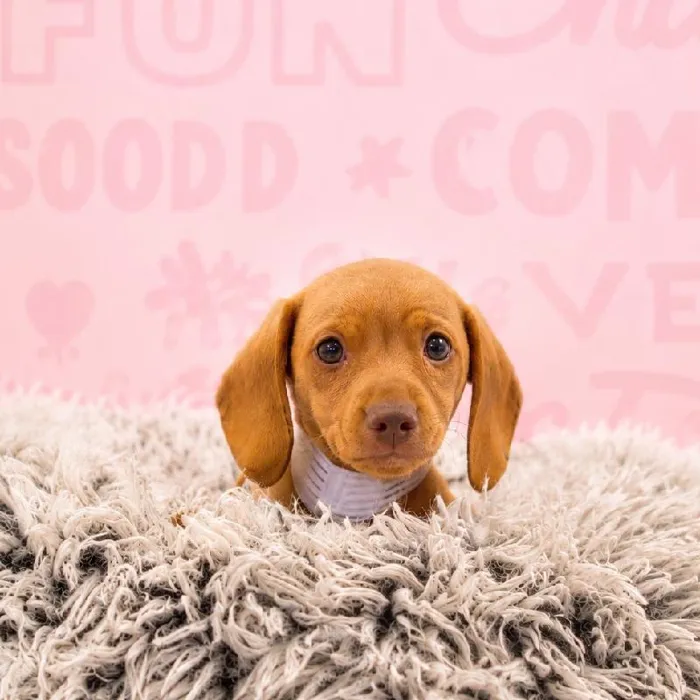 Male Dachshund puppy named Teddy for sale at Waggles Greensboro.