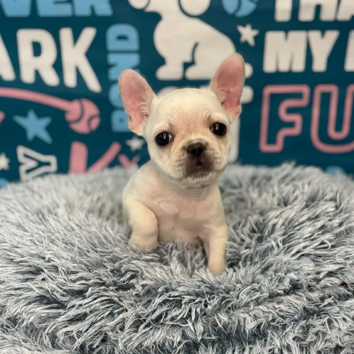 Female French Bulldog Puppy for Sale in Charlotte, NC