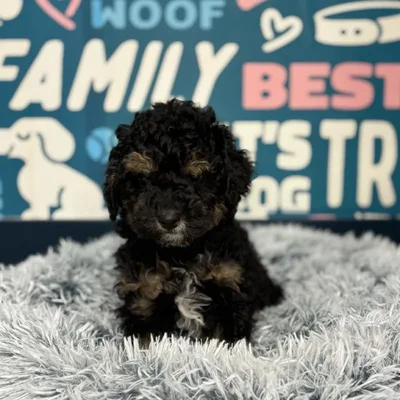 Male Poodle Puppy for Sale in Charlotte, NC