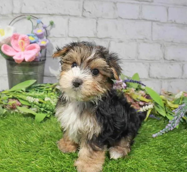 Male Morkie puppy named Josh for sale at Waggles Raleigh.