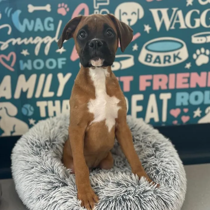 Male Boxer puppy named Pretzel for sale at Waggles Charlotte.