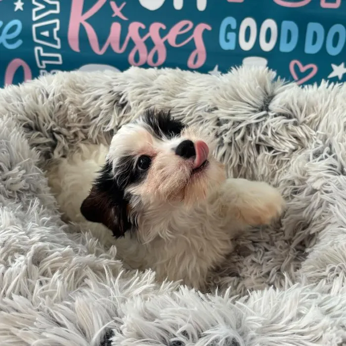 Female Cavapoo Puppy for Sale in Charlotte, NC