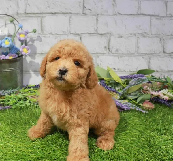 Male Mini Poodle puppy named Bruce for sale at Waggles Charlotte.