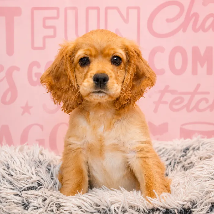Female Cocker Spaniel puppy named Thelma for sale at Waggles Greensboro.