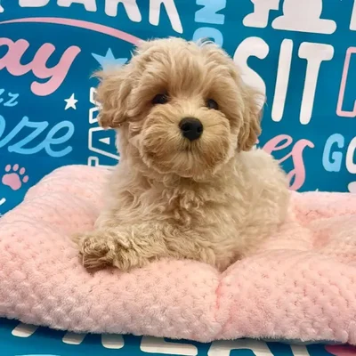 Male Maltipoo Puppy for Sale in Charlotte, NC