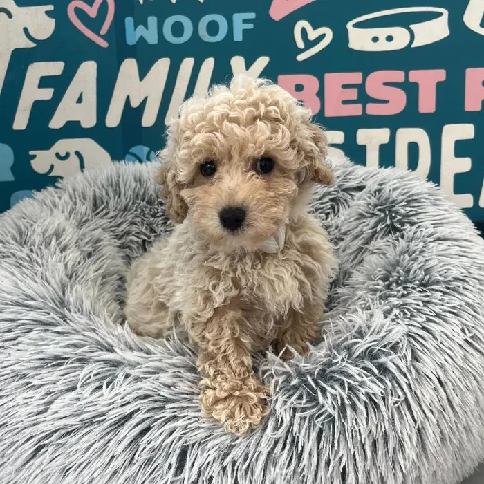 Female Bichapoo puppy named Pearl for sale at Waggles Charlotte.