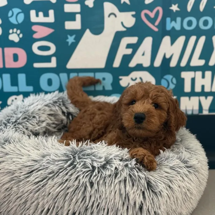 Female Mini Goldendoodle 2Nd Gen puppy named Sunny for sale at Waggles Charlotte.