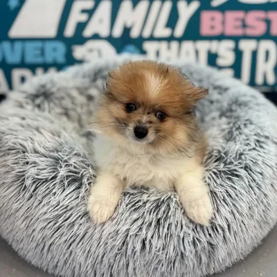 Female Pomeranian Puppy for Sale in Charlotte, NC