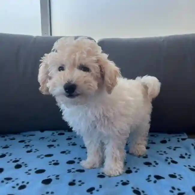 Male Bichapoo Puppy for Sale in Charlotte, NC