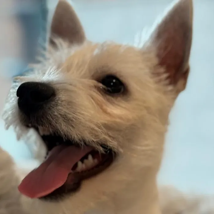 Female West Highland White Terrier Puppy for Sale in Greensboro, NC