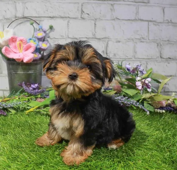 Male Yorkie puppy for sale at Waggles Greensboro.
