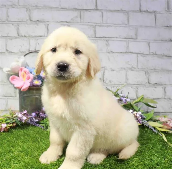 Female Golden Retriever puppy named Breezy for sale at Waggles Charlotte.