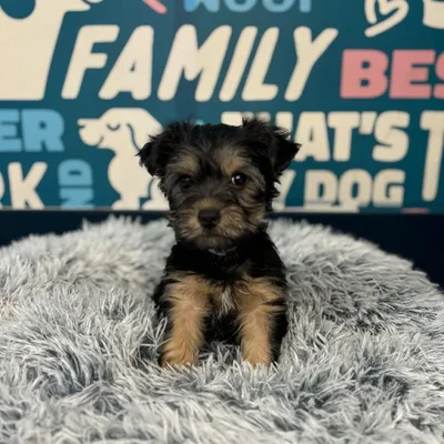 Female Yorkie Puppy for Sale in Charlotte, NC