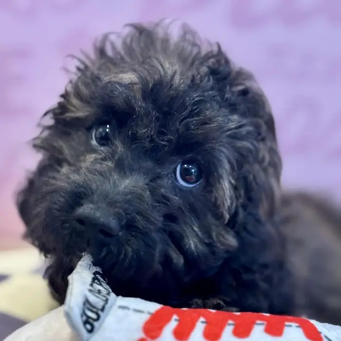 Female Cavapoo Puppy for Sale in Greensboro, NC