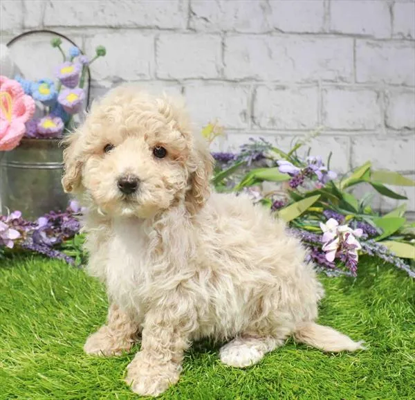 Male Bichapoo puppy named Cloudy for sale at Waggles Charlotte.