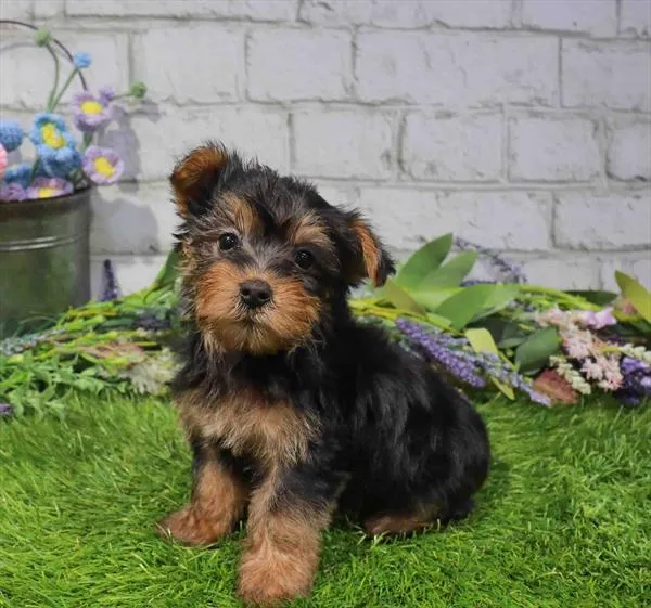 Male Silky Terrier puppy named Max for sale at Waggles Charlotte.