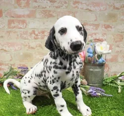 Male Dalmatian puppy named Toby for sale at Waggles Charlotte.