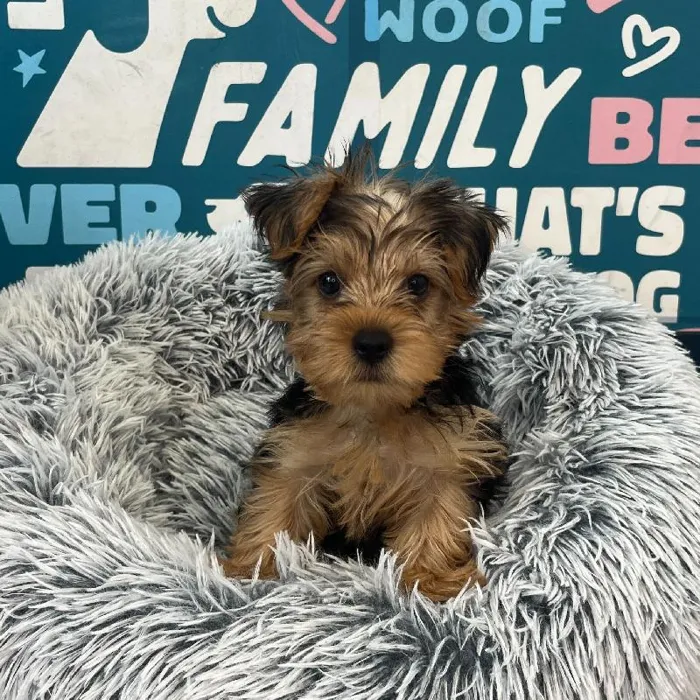 Male Yorkie puppy named Apricot for sale at Waggles Charlotte.