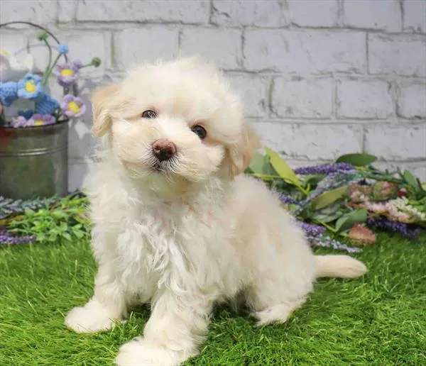 Male Maltipoo puppy named Morgan for sale at Waggles Greensboro.