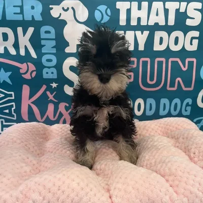 Male Mini Schnauzer Puppy for Sale in Charlotte, NC