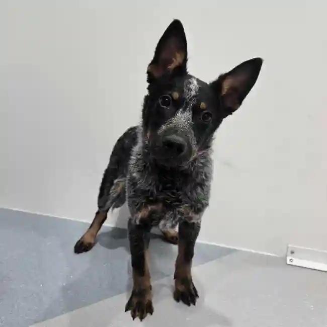Male Blue Heeler Puppy for Sale in Charlotte, NC