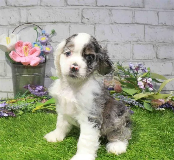 Female Cocker Spaniel puppy for sale at Waggles Greensboro.