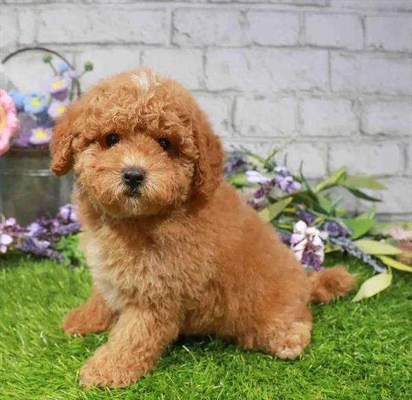 Male Cavapoo puppy named Nemo for sale at Waggles Charlotte.