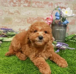 Female Mini Goldendoodle 2Nd Gen puppy named Sunny for sale at Waggles Charlotte.