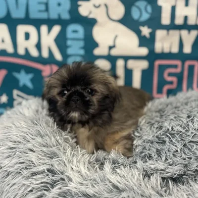 Female Shinese Puppy for Sale in Charlotte, NC