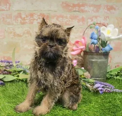 Male Brussels Griffon puppy named Puffin for sale at Waggles Greensboro.
