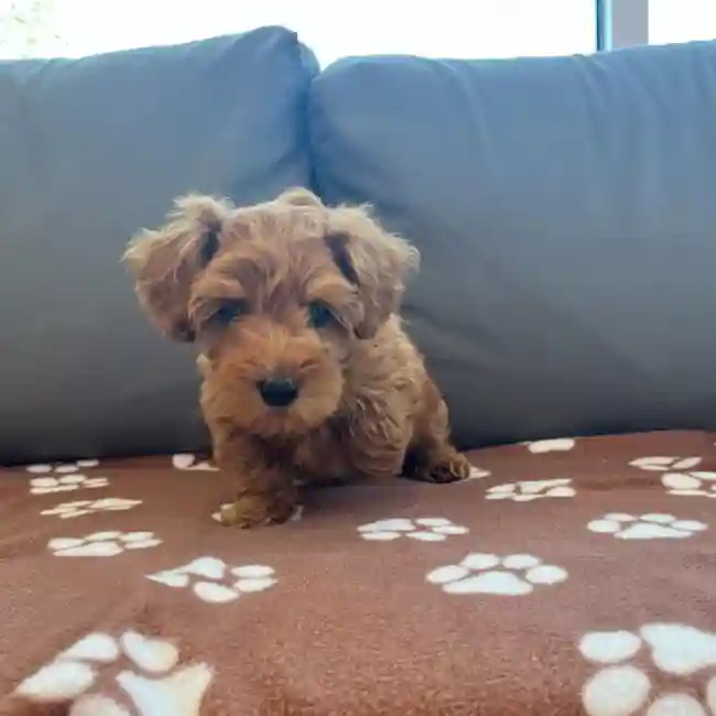 Female Mini Goldendoodle 2nd Gen Puppy for Sale in Charlotte, NC