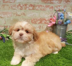 Male Lhasa Apso puppy named Paddington for sale at Waggles Greensboro.