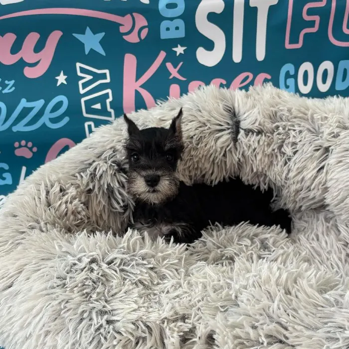 Female Mini Schnauzer Puppy for Sale in Charlotte, NC